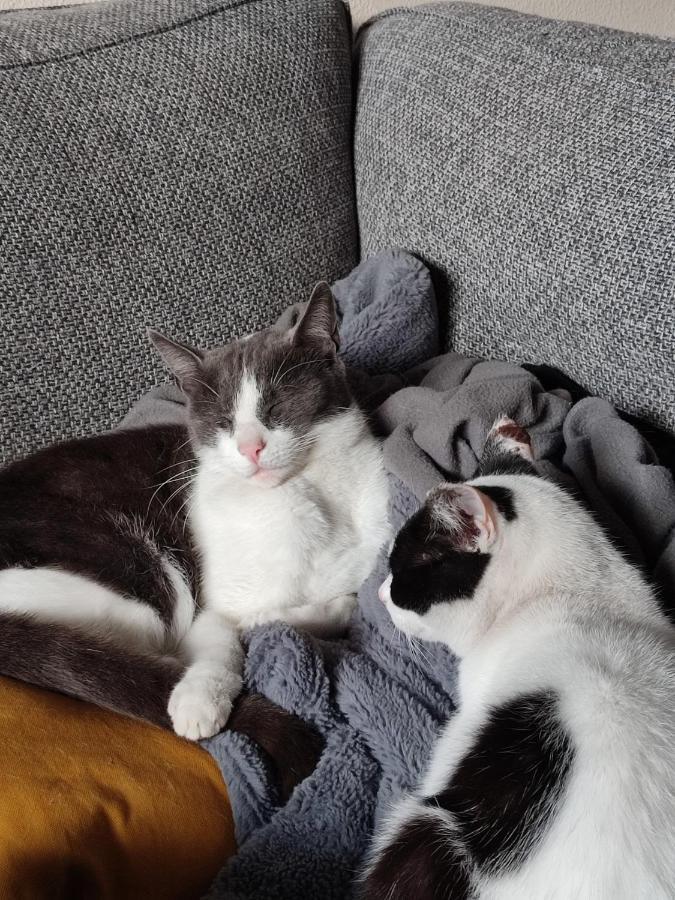 Celine Et Jose Apartman Cubzac-les-Ponts Kültér fotó