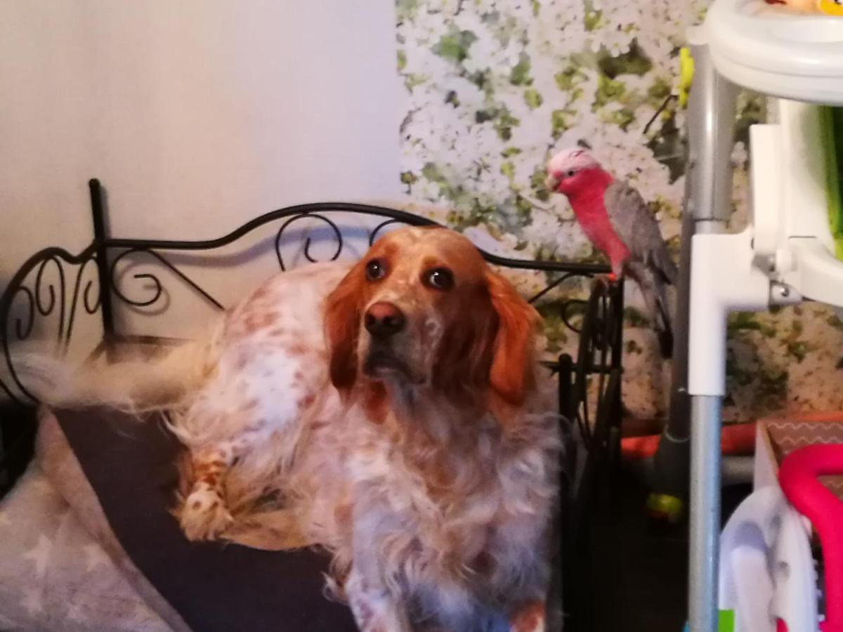 Celine Et Jose Apartman Cubzac-les-Ponts Kültér fotó